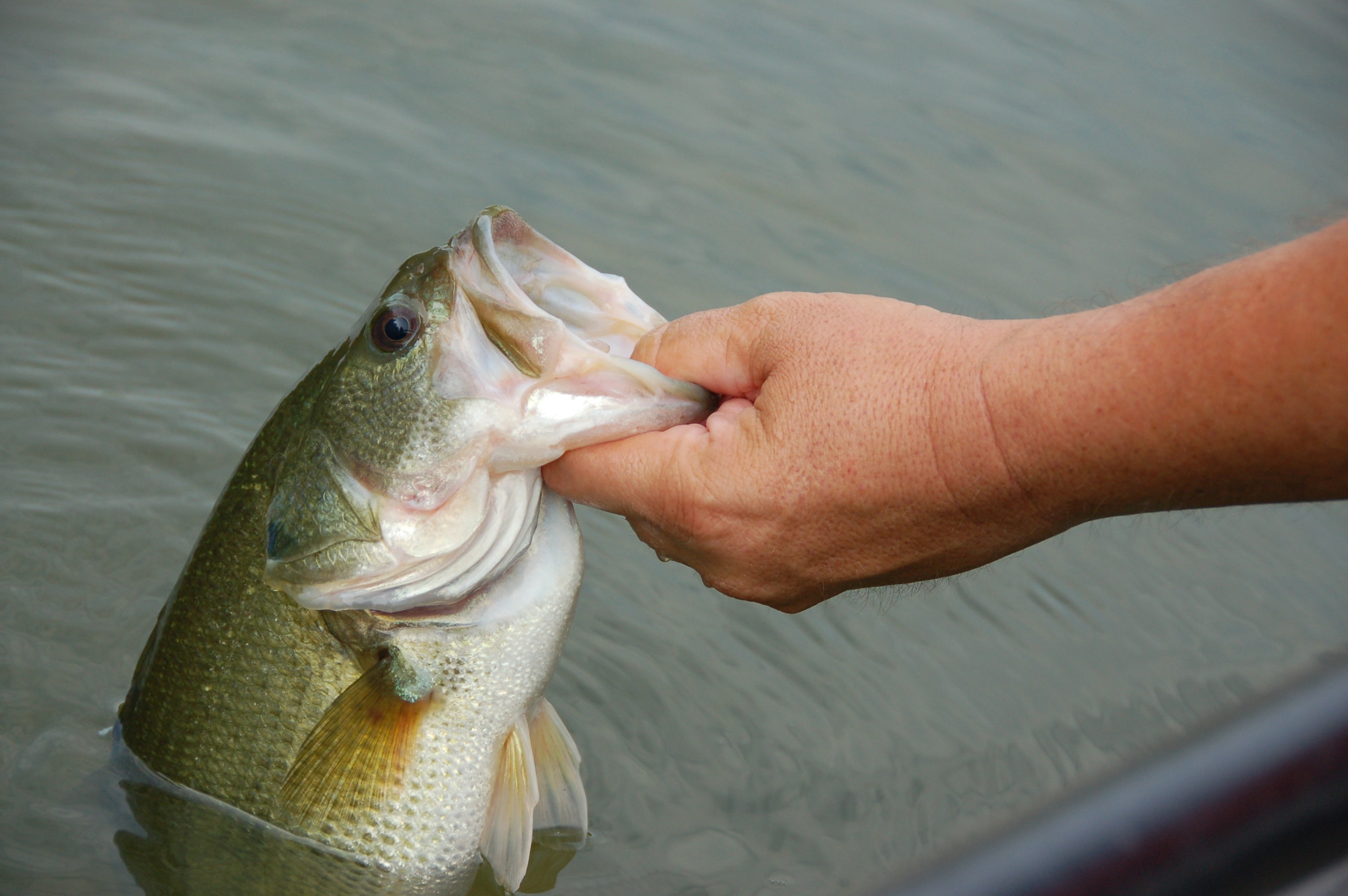 Bass Fishing