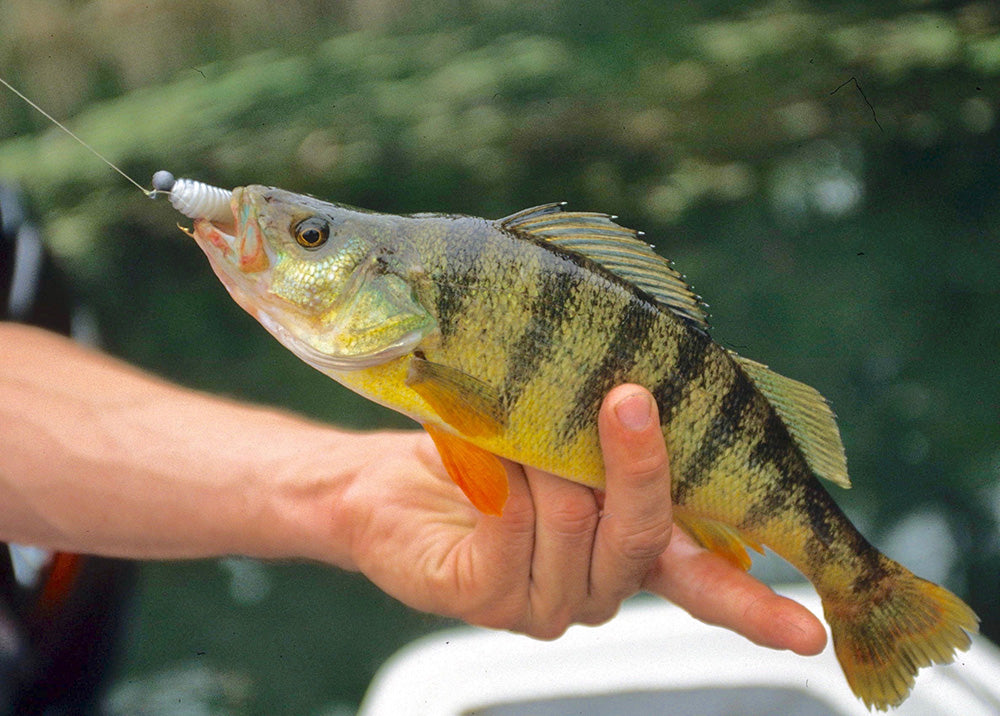 Panfish and Perch Fishing