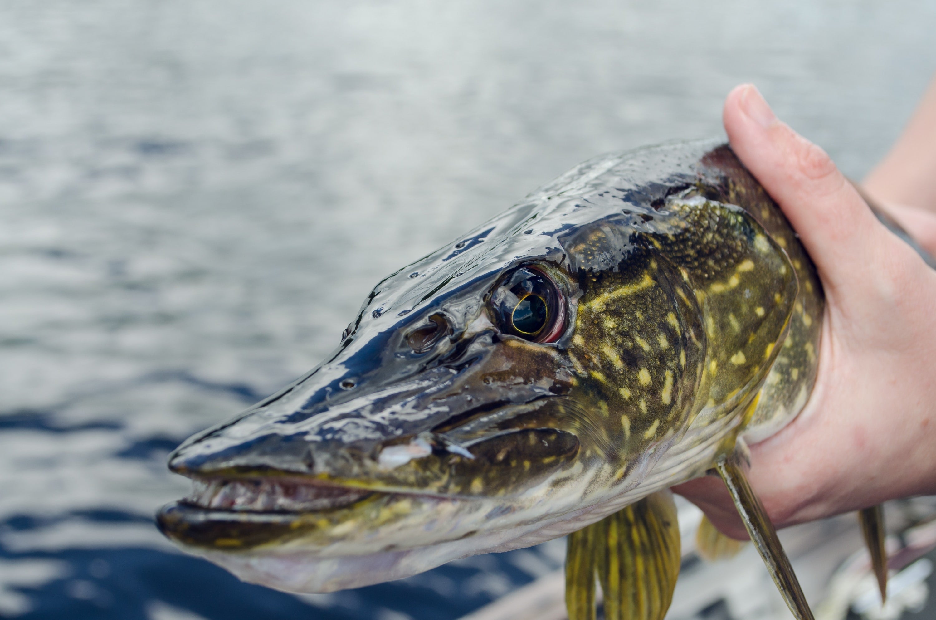 Pike & Muskie Fishing